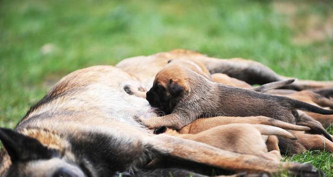 小狗送人后母狗寿命会受影响吗？专业分析母犬生存状况