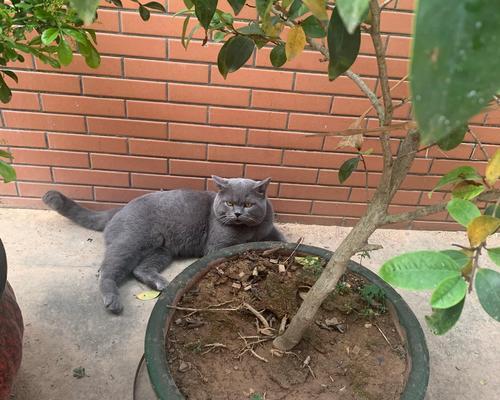 猫咪外出多久会回来？影响猫咪归家时间的15大因素揭秘