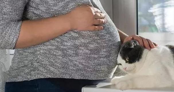 怀孕母猫到家怎么办？孕期征兆识别与护理准备全攻略