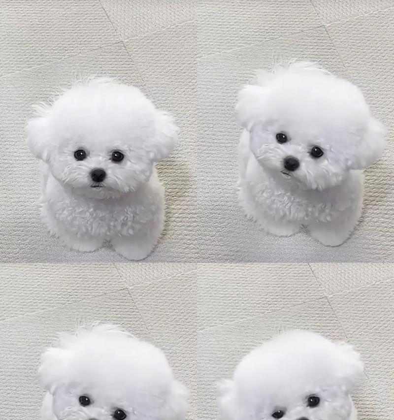 比熊犬驱虫最佳时间怎么选？全面解析各个阶段驱虫要点