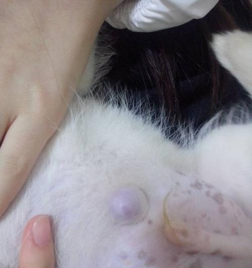 小狗为什么没有肚脐？揭秘狗狗肚脐消失的科学真相
