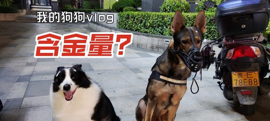 养什么狗最赚钱？15大品种投资指南与市场分析