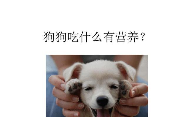 小狗健康饮食指南：成长阶段营养需求与食物选择