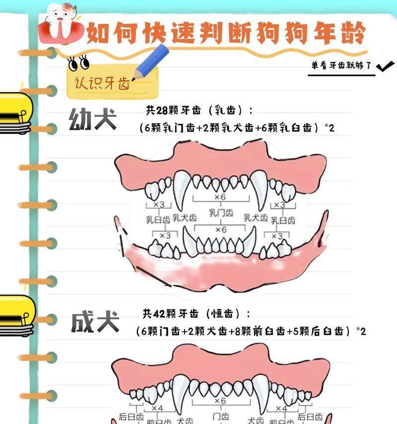 狗为什么寿命短？揭秘狗狗快速衰老的科学原因