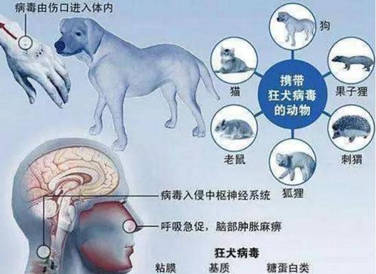 狗传染给人的疾病有哪些？常见宠物传染性疾病及预防方法