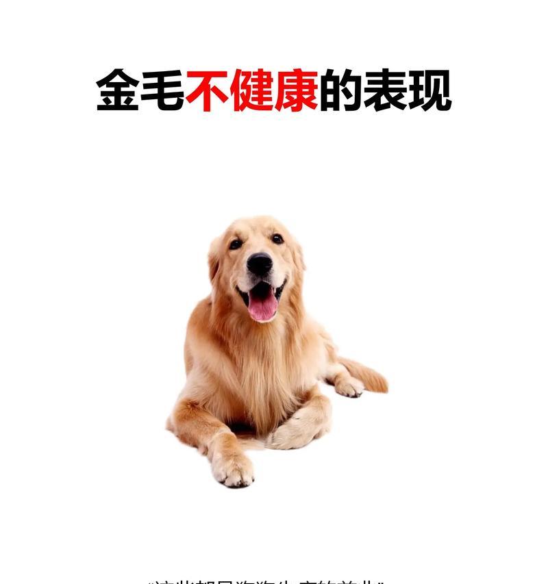 不同品种狗狗易患疾病盘点，养宠必知的健康隐患