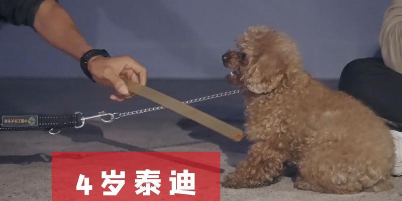 小狗咬人原因分析及预防训练方法全解