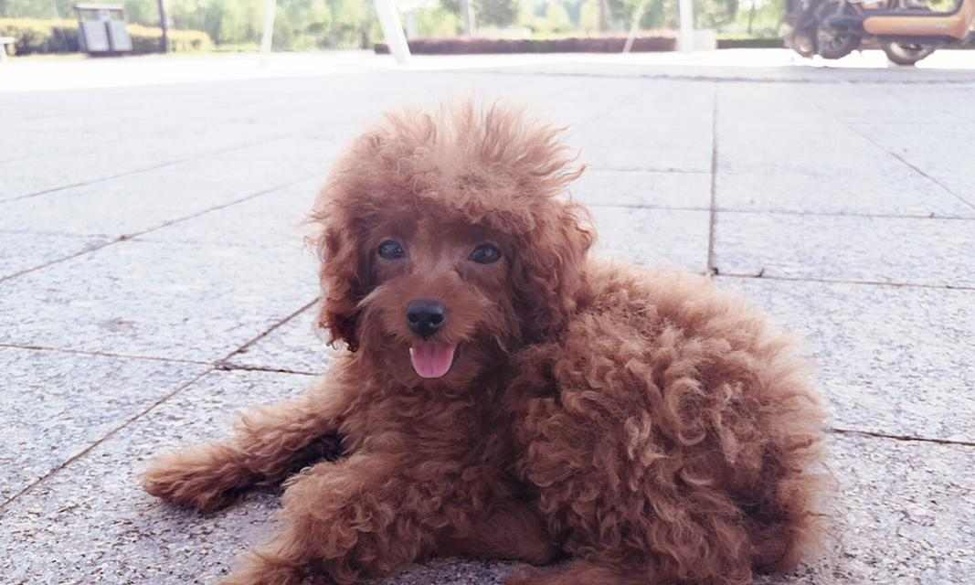 一个月大泰迪犬适合吃哪些水果，15种营养水果推荐指南