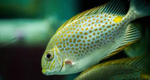 金鱼水质养护全攻略，打造清澈水族箱的14个核心技巧