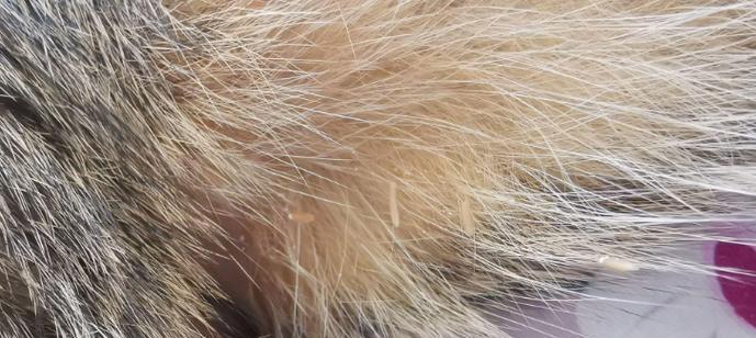 猫咪寄生虫防治全攻略：常见种类识别与预防方法