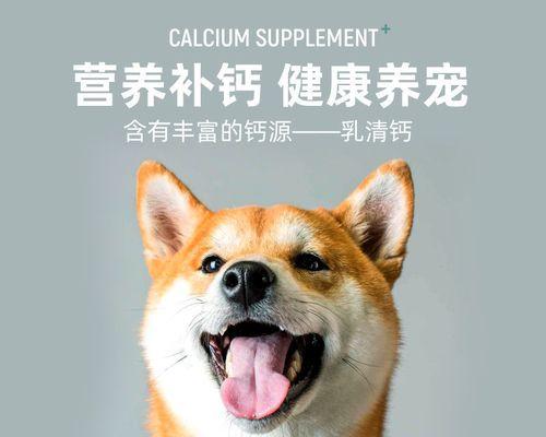 小狗狗补钙最佳食物选择指南