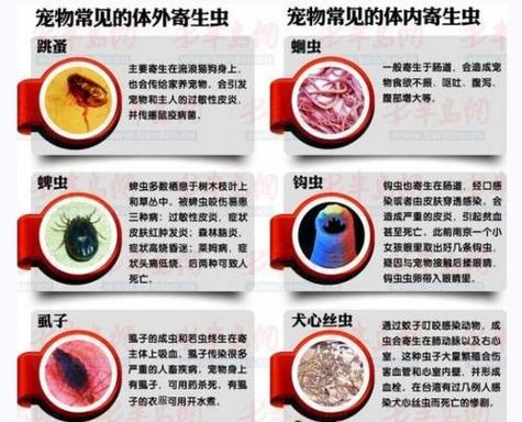 狗狗细小病毒症状识别与防治全攻略