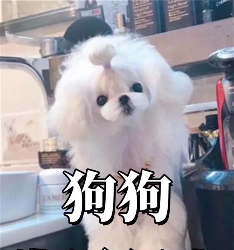 狗狗行为问题解决指南：15个有效训练方法帮你成为好主人
