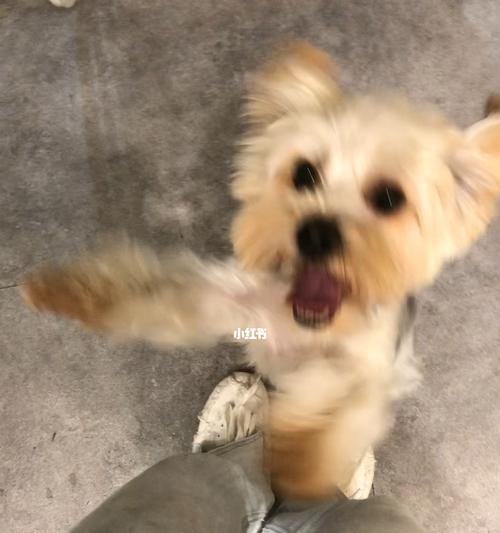 小狗洗完澡为什么特别兴奋 跳跃蹦跶的原因解析