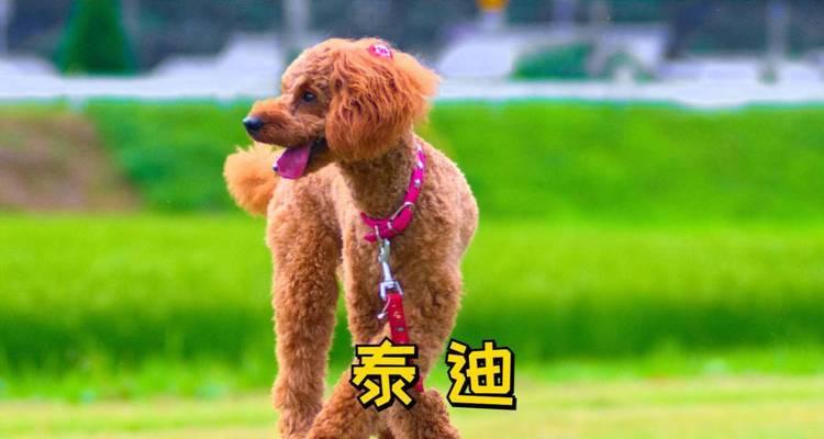 文章详情图片