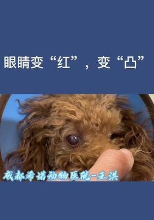 泰迪犬眼睛无法完全睁开的原因分析及护理方法