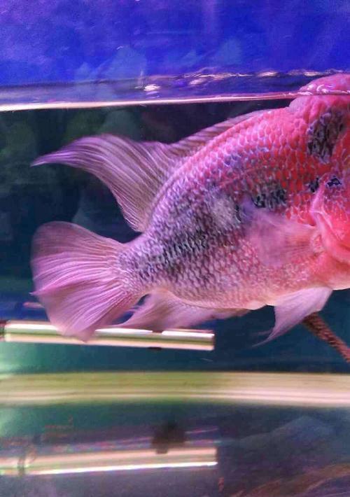 罗汉鱼缩头不吃食的原因分析及有效解决方案
