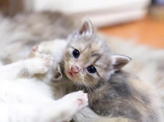 奶猫人工喂养全攻略：正确方法与注意事项详解