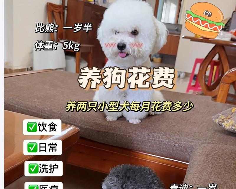 两个月大比熊幼犬科学喂养指南，新手主人必备营养方案