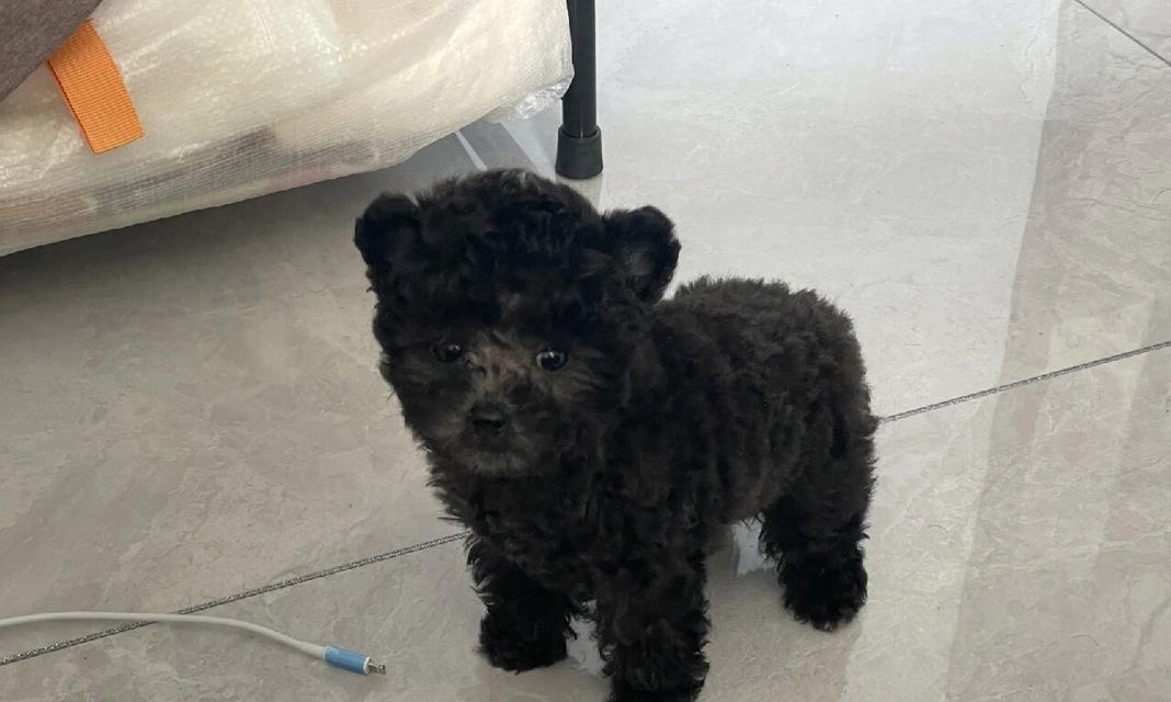 三个月泰迪幼犬营养搭配指南：健康饮食全面解析