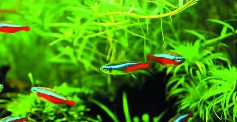 灯鱼混养鱼类选择指南：打造丰富多样水族箱
