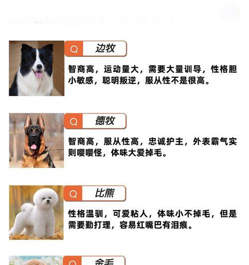 狗的神奇本领与独特外形特征全面解析
