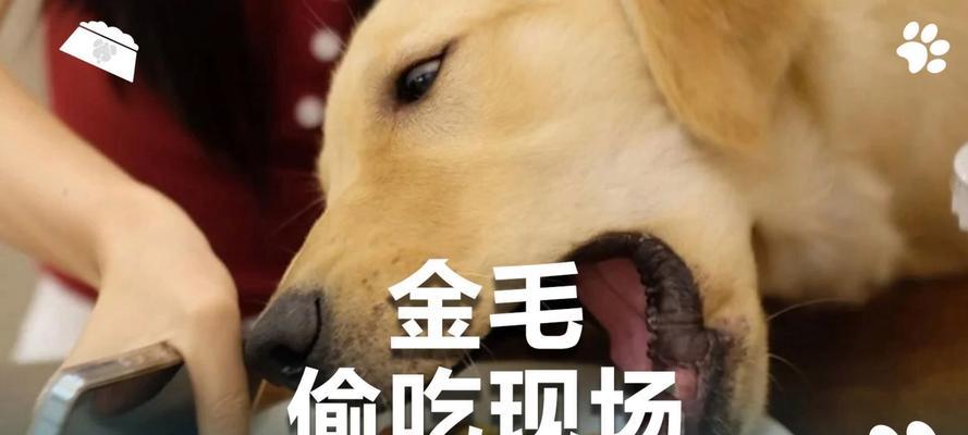 金毛犬饮食指南：营养需求与喂养注意事项全面解析