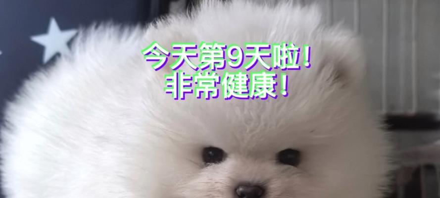 成都犬舍全方位解析：专业养护与温馨环境并重的宠物家园