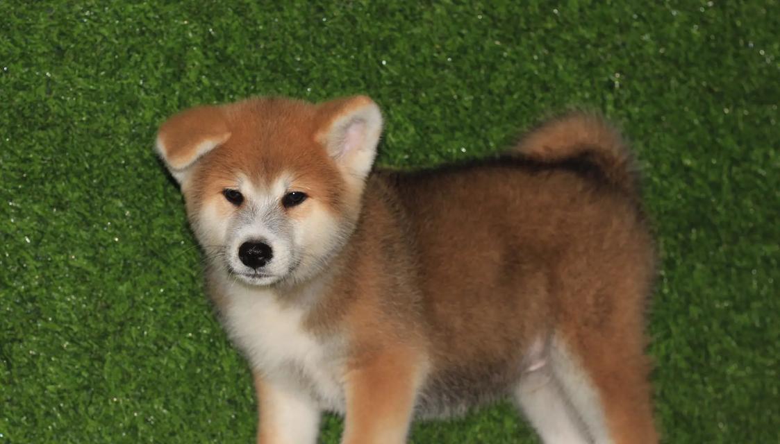 探寻秋田母犬的理想毛色（以2017秋田母犬为例，解析毛色选择的关键）