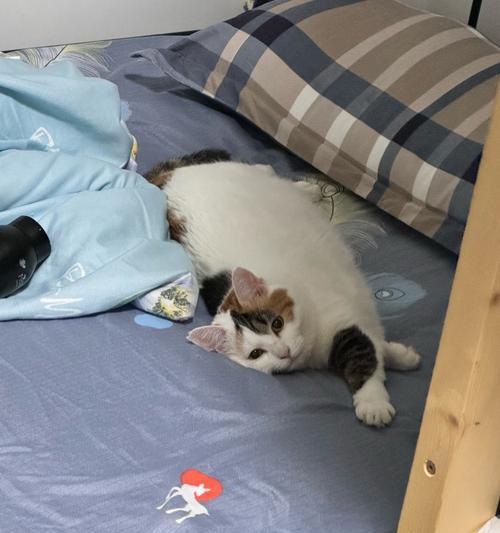 小猫睡床的样子（小猫的睡姿和喜好）