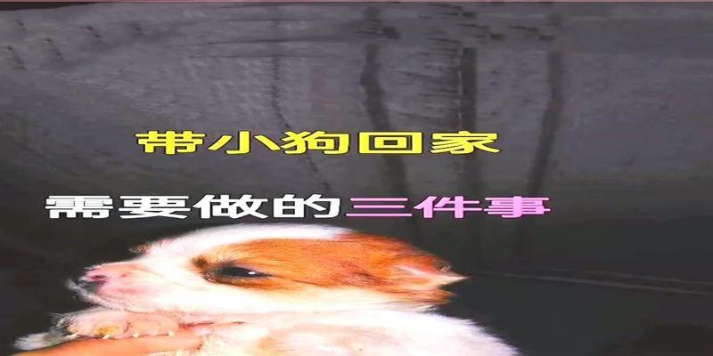 新幼犬带回家的注意事项（打造幸福的宠物生活，关爱新家庭成员）