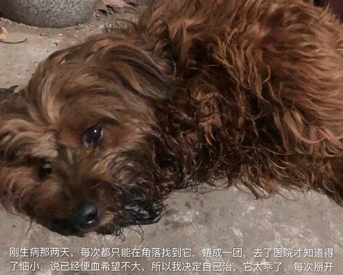 土狗呕吐原因及科学处理方法大全