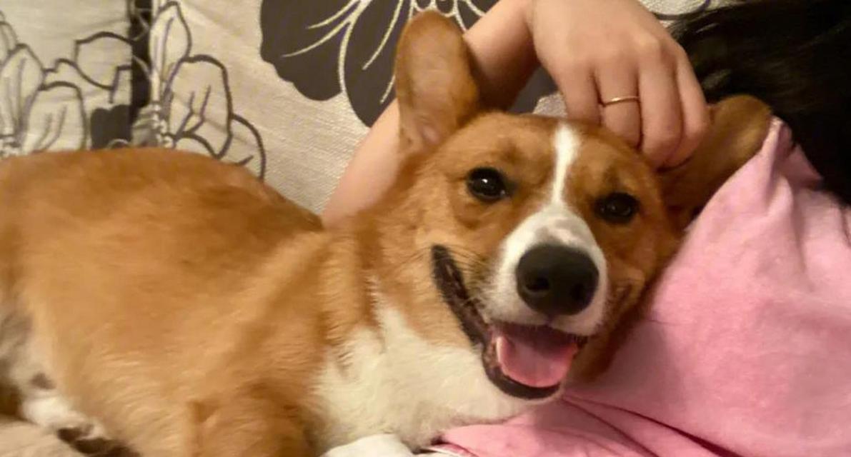 狗狗为何总喜欢跟着主人？解析背后的原因