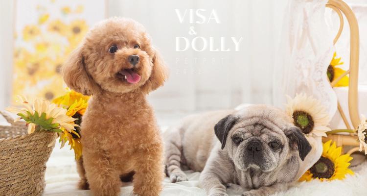 2017年度最受青睐的宠物犬品种推荐