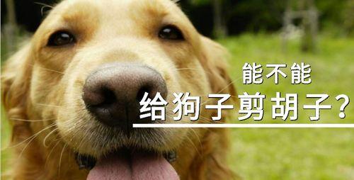 狗狗剪毛后注意事项与护理技巧全解析