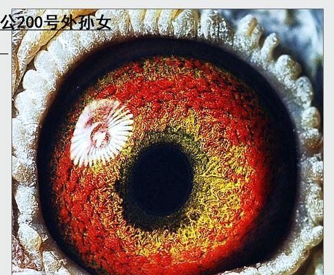 黄金血统的重要价值与多维意义解析