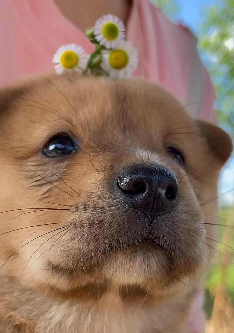 哪些小型犬最可爱？盘点萌宠外貌与特点