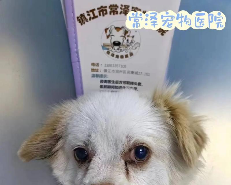 狗狗耳血肿的关键原因及预防方法