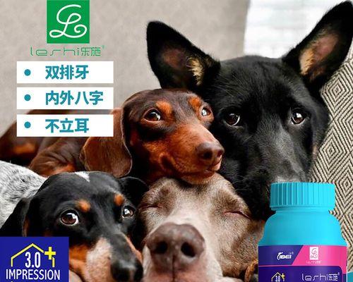 博美犬钙质摄入量与选钙技巧指南