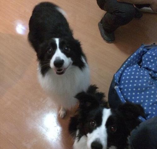 边境牧羊犬适合新手养犬者的原因分析