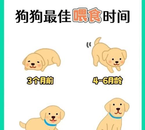 不同阶段狗狗睡眠时长解析与健康影响