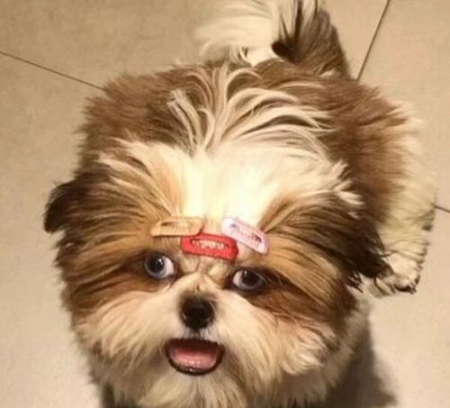 三个月大狗狗特征与科学养护指南