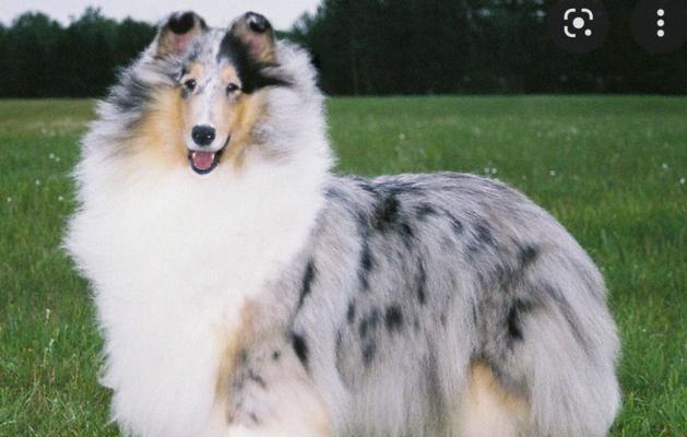 苏格兰牧羊犬的饲养要点与家庭适配性