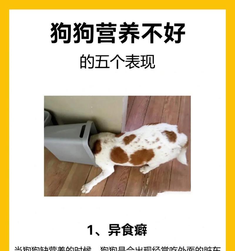 狗贫血常见表现与科学防治方法