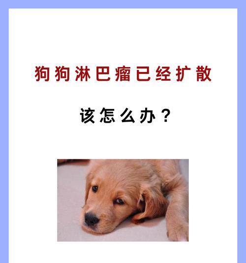 犬体表淋巴结健康与免疫功能解析