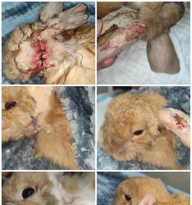 文章详情图片