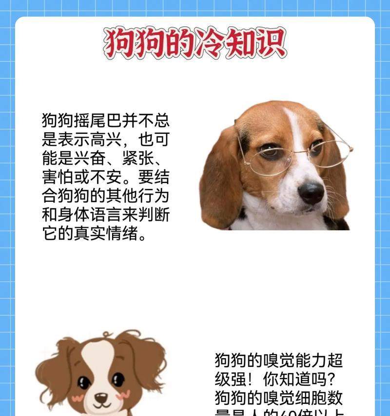 现代家庭养狗趋势与多维影响分析