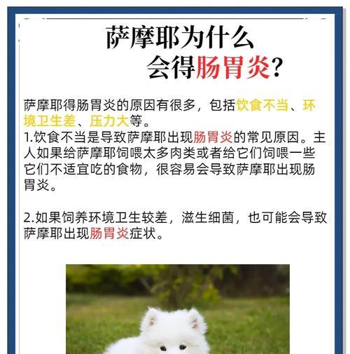 萨摩耶健康饮食指南：6种人类食物和禁忌解析