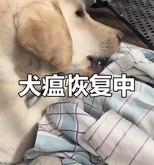 犬瘟病存活时间核心因素及延长策略解析