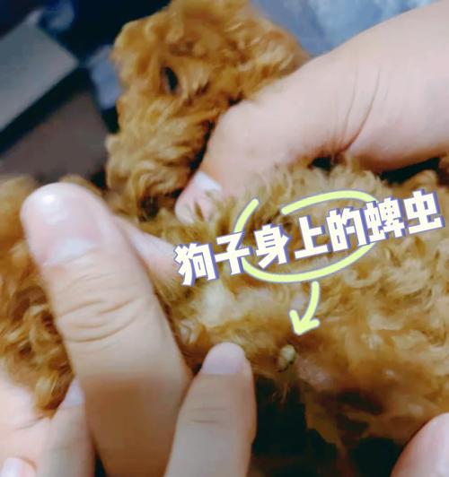 奶狗驱虫时间表：关键节点与健康管理